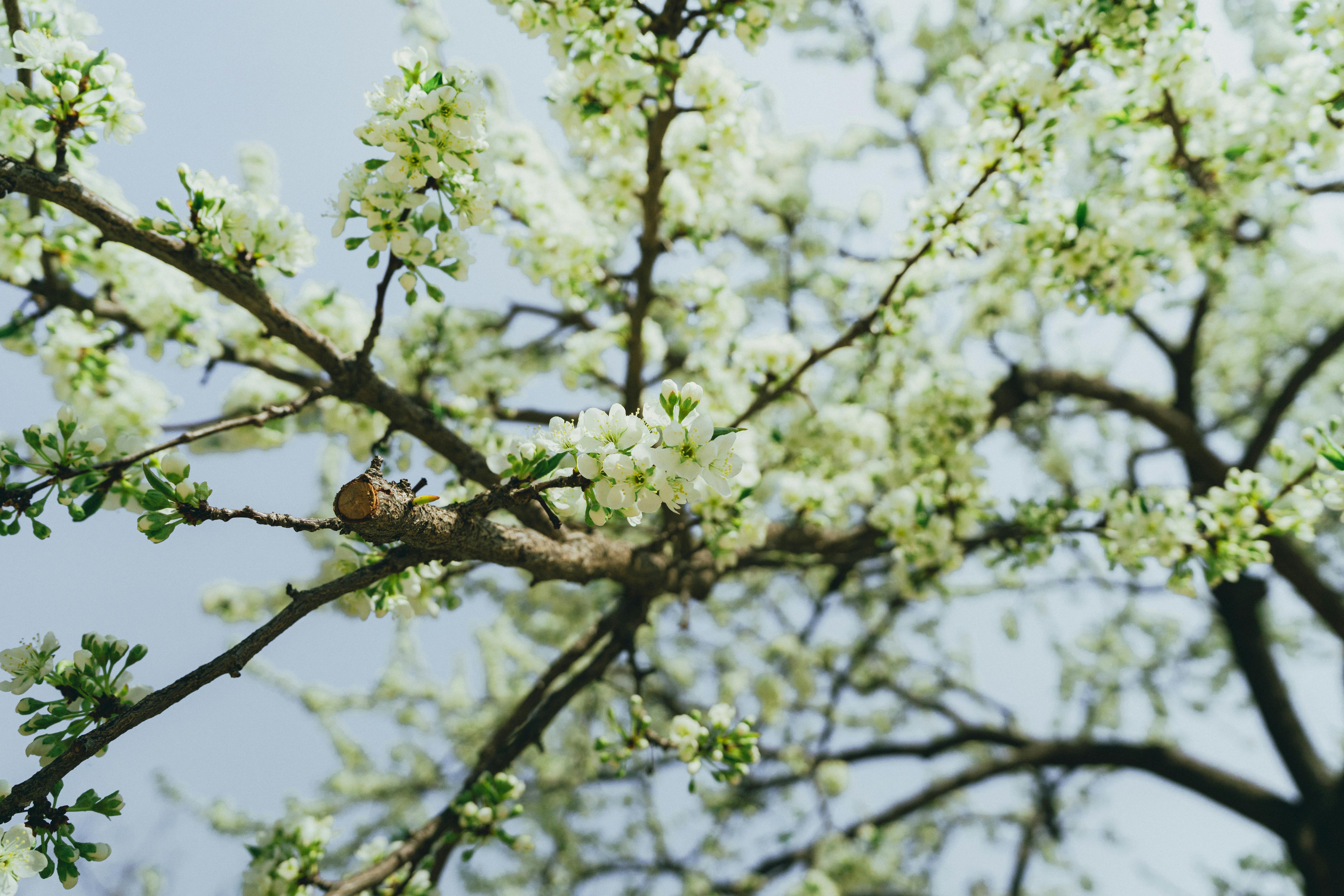 Gardening: Prune, cut and clear – Do you have the right tools for the job? — Photo by Theodore Nguyen on Pexels