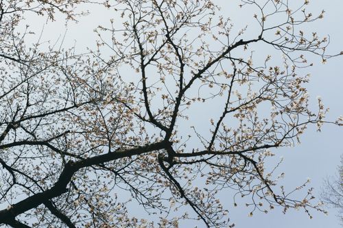 Free A cherry blossom tree in Seoul, capturing a serene spring atmosphere with delicate flowers against a clear sky. Stock Photo
