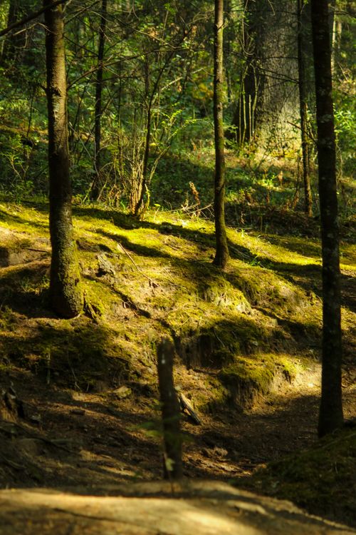 Free Serene forest glade in Ciudad de México with lush greenery and sunlight filtering through trees. Stock Photo