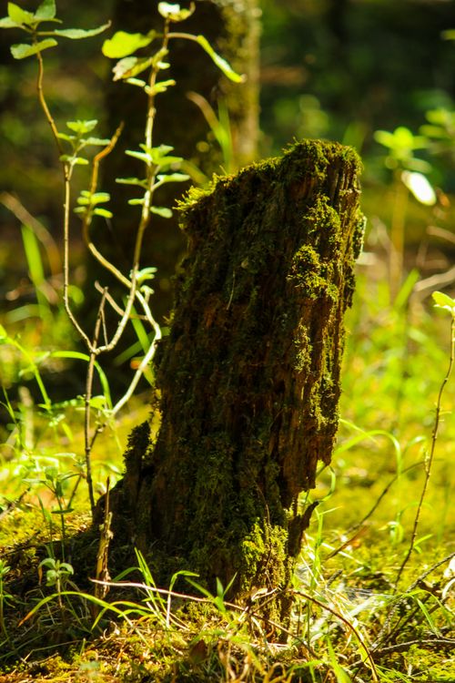 Free Explore a serene woodland with a moss-covered tree stump illuminated by natural light, capturing the essence of forest life. Stock Photo