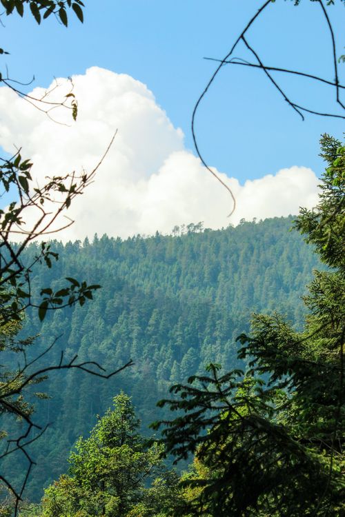 Free Serene view of tall trees and greenery in a Mexican woodland on a sunny day. Stock Photo