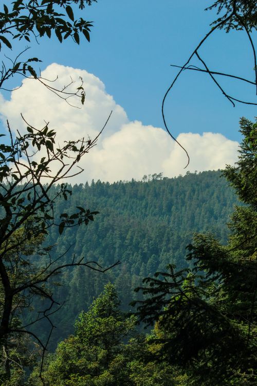 Free Beautiful forest landscape in Ciudad de México with tall trees and clear skies. Stock Photo