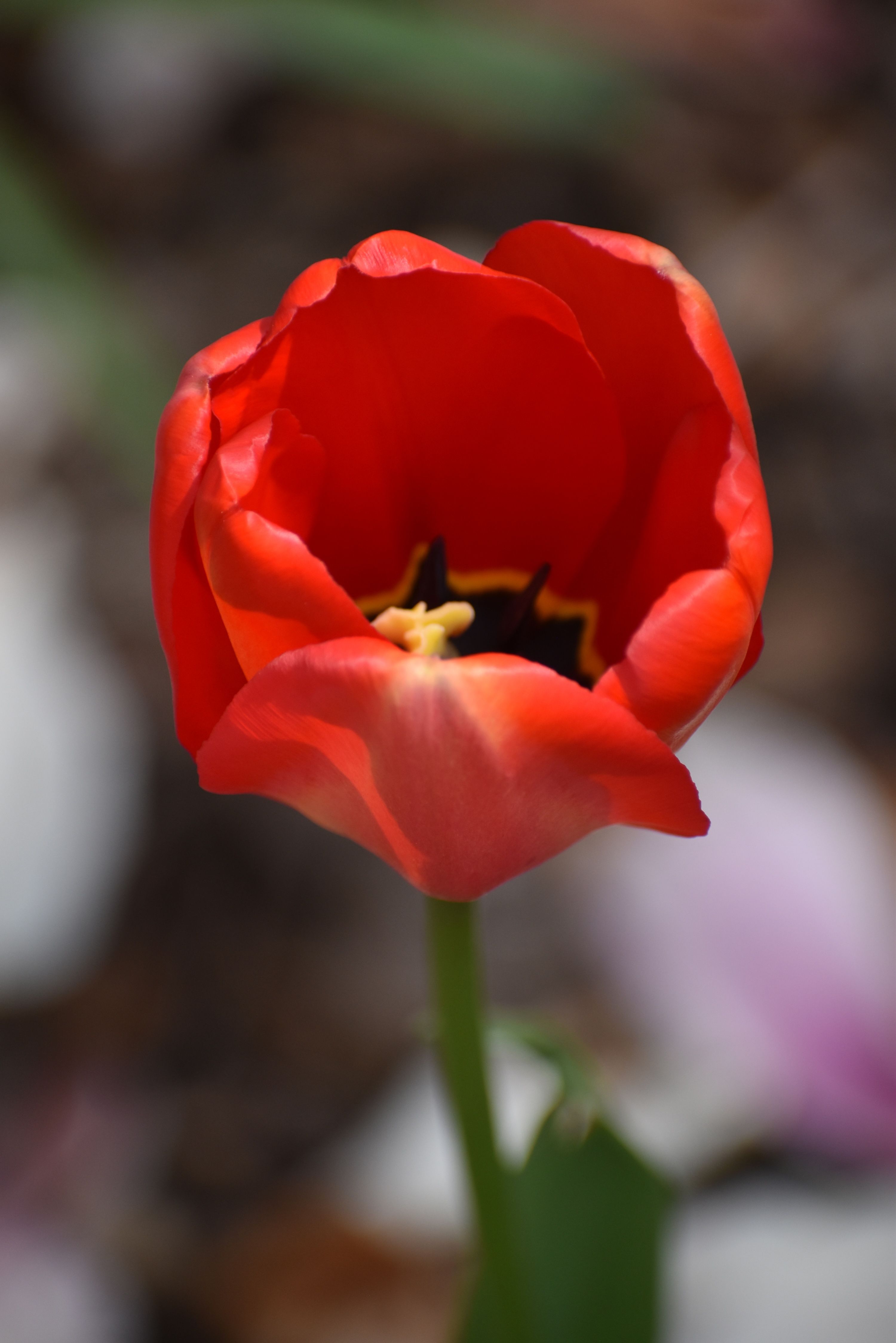 Vibrant Red Tulip Bloom in Soft Focus · Free Stock Photo