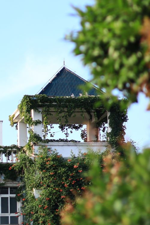 Free A picturesque tower covered in lush ivy, set against a clear blue sky, showcasing nature's beauty. Stock Photo