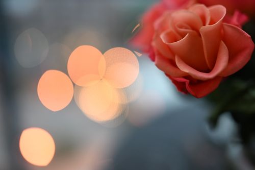 Free Rose by eyes2soul Stock Photo