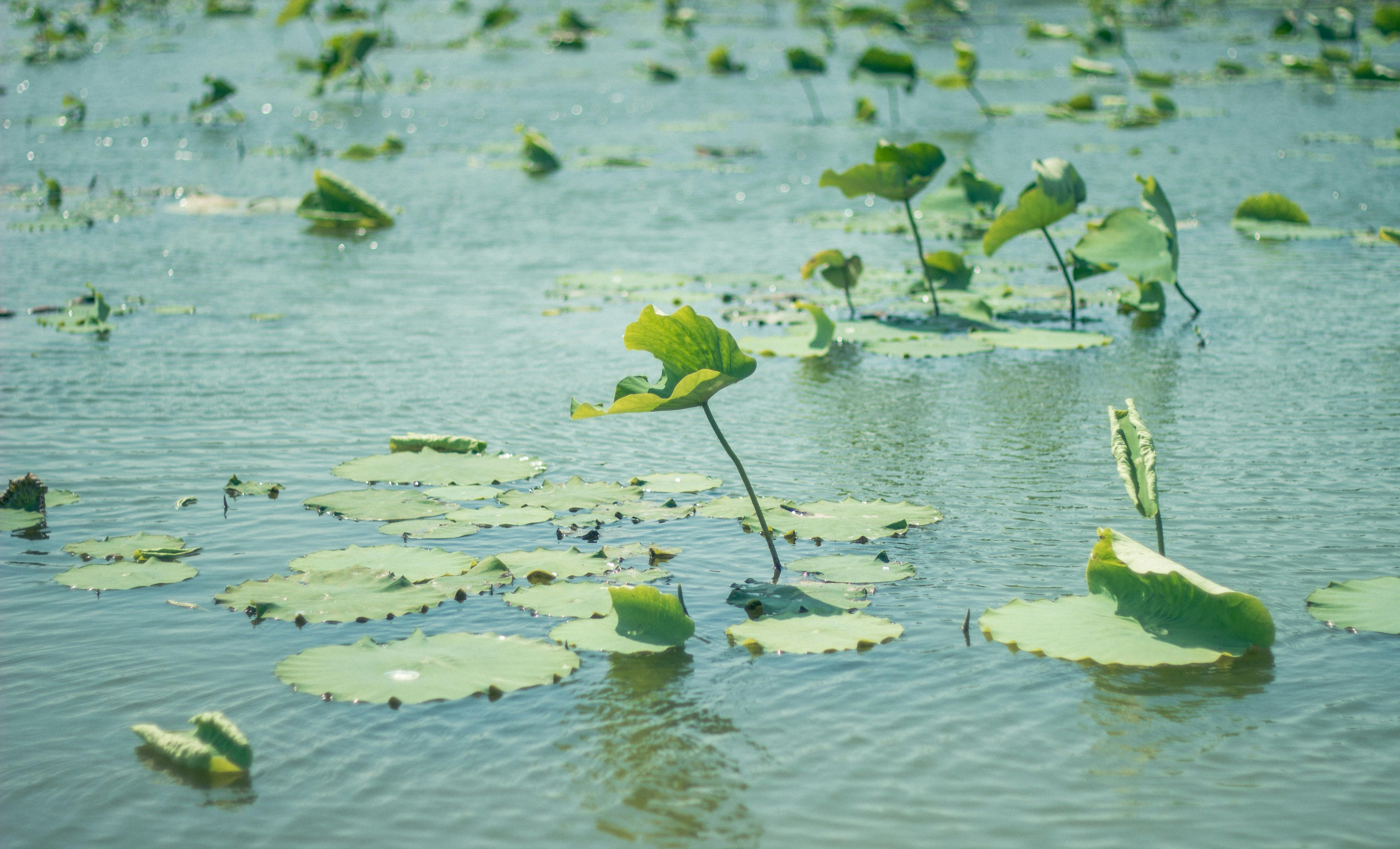 Tranquil water scene with green lily pads and leaves on a clear summer day.