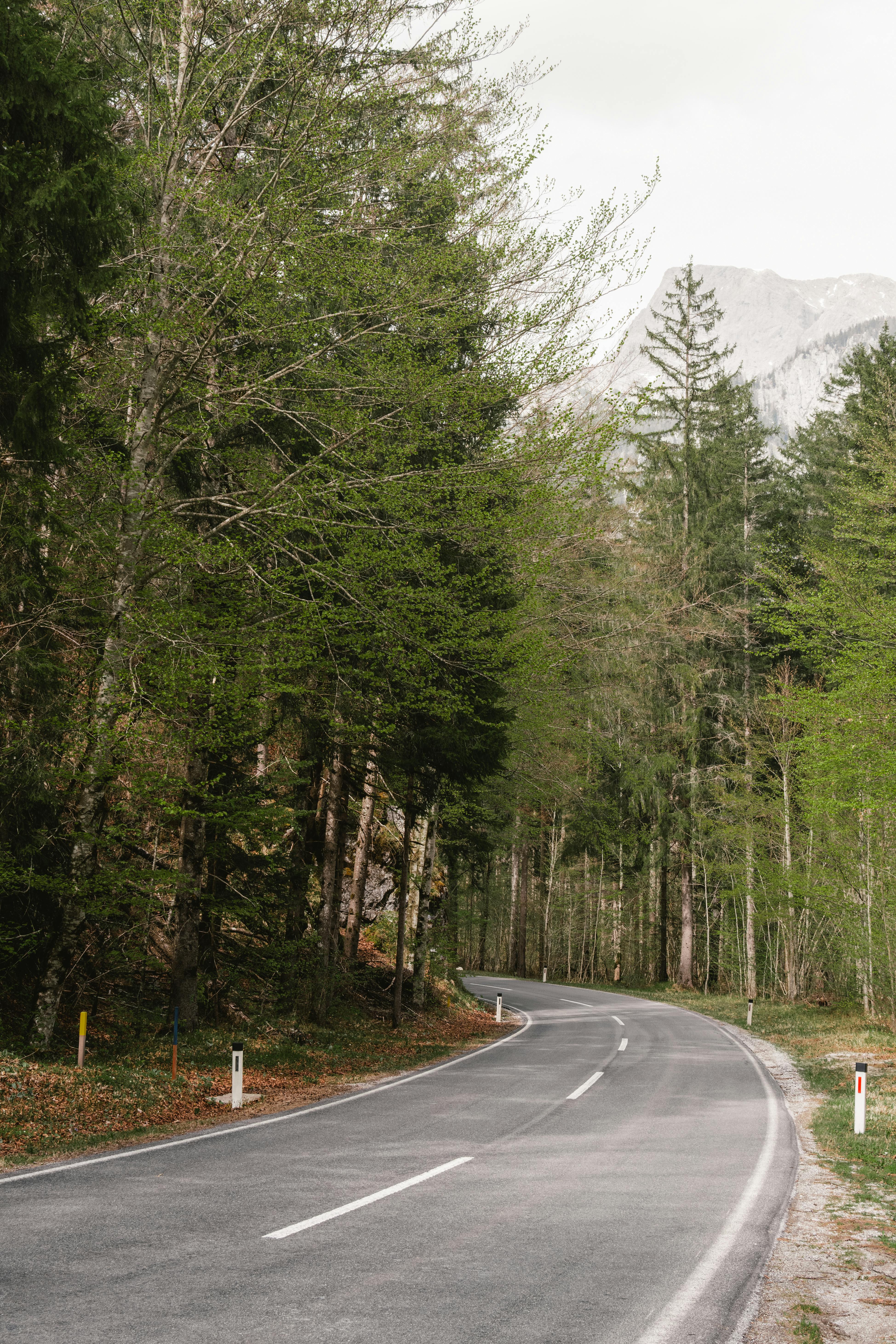 Winding road through a lush forest with mountains in the background, evoking a sense of peaceful journey.