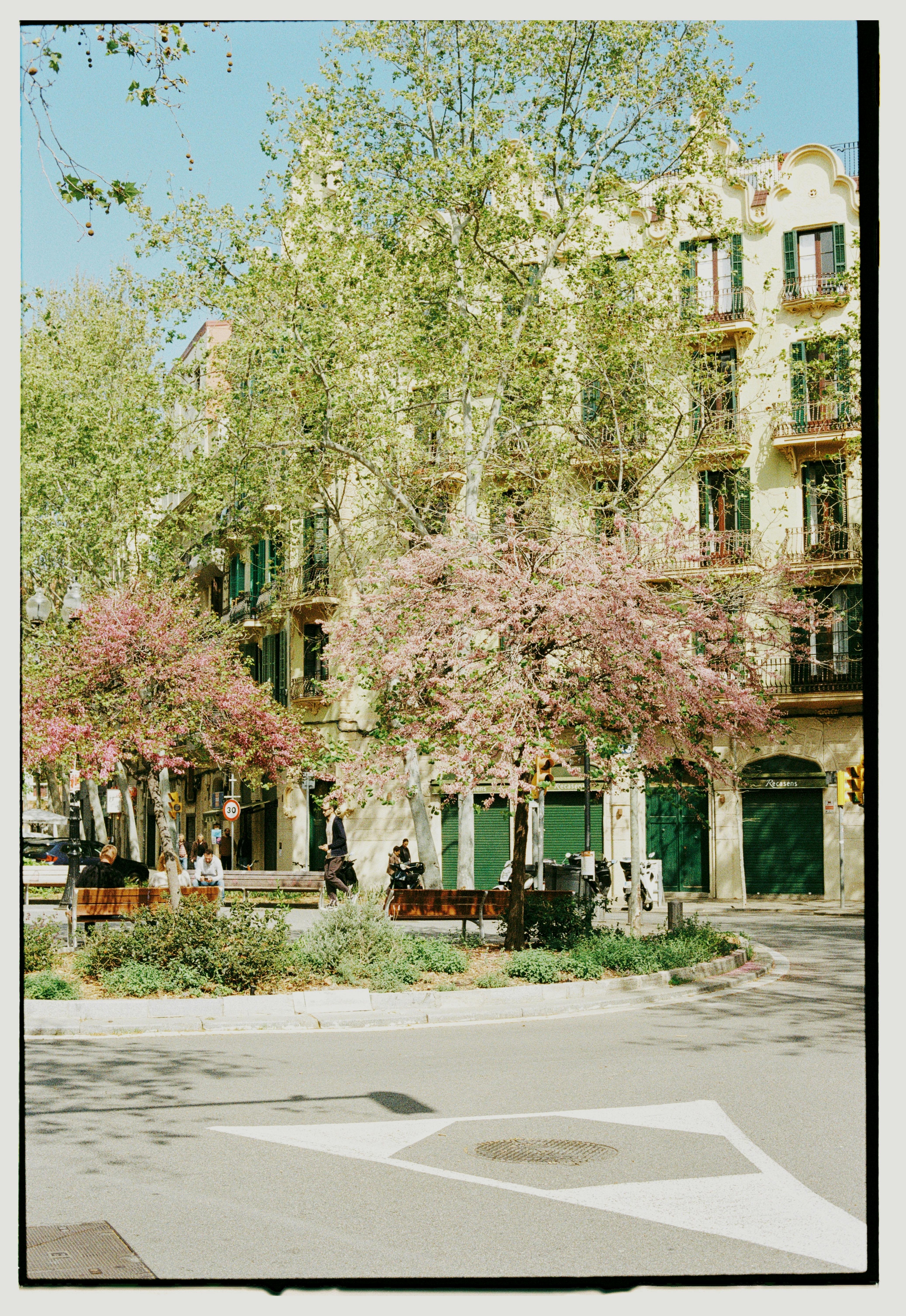 Beautiful city street with vibrant spring blossoms and classic architecture.