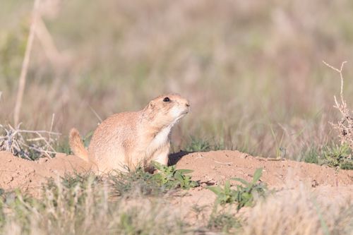 Free Black-tailed prairie dog on alert in a grassy field, showcasing wildlife in its natural environment. Stock Photo