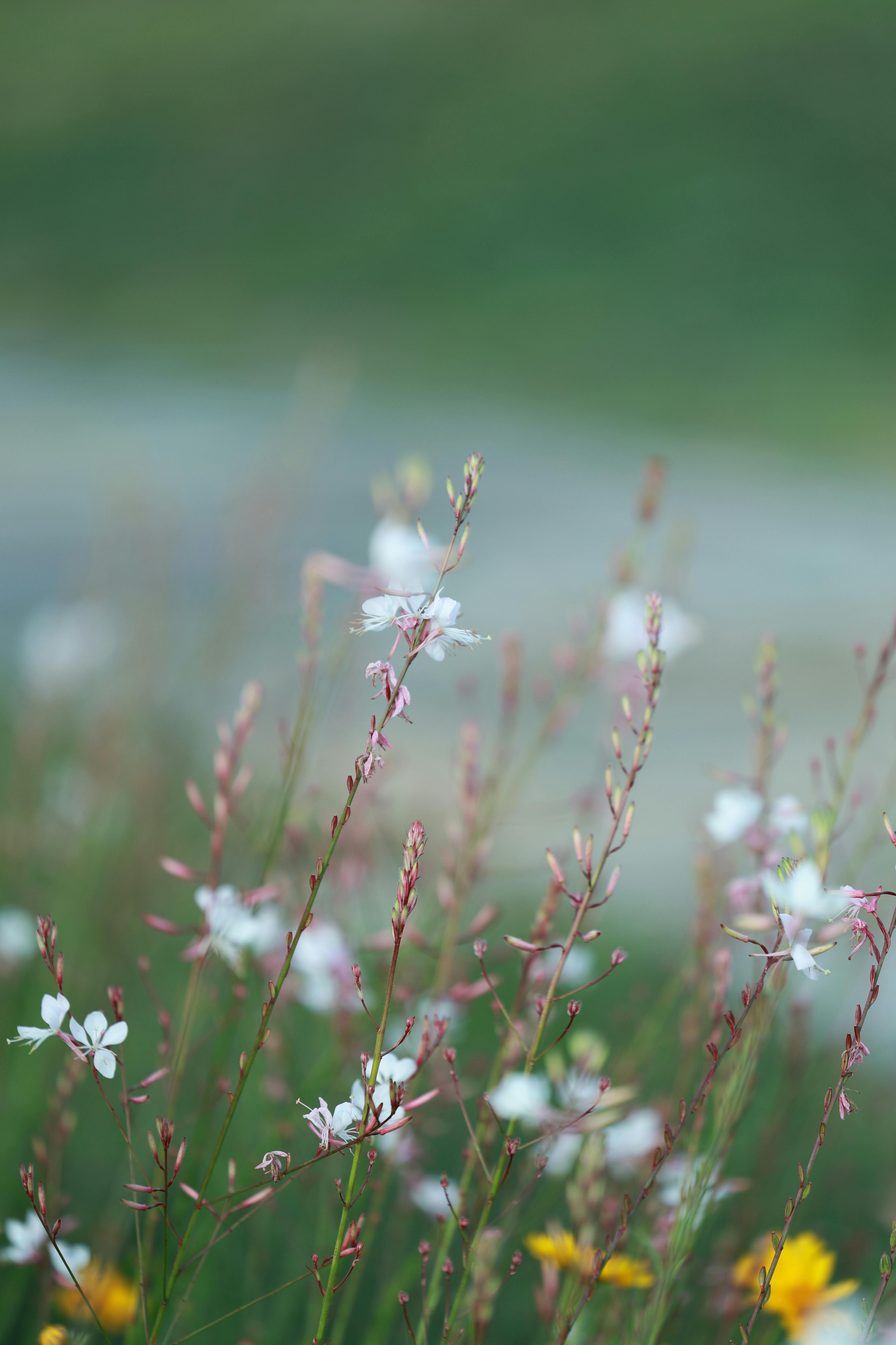 [ColoSach]-close-up-of-wildflowers-in-a-vibrant-field-displaying-delicate-white-blooms.