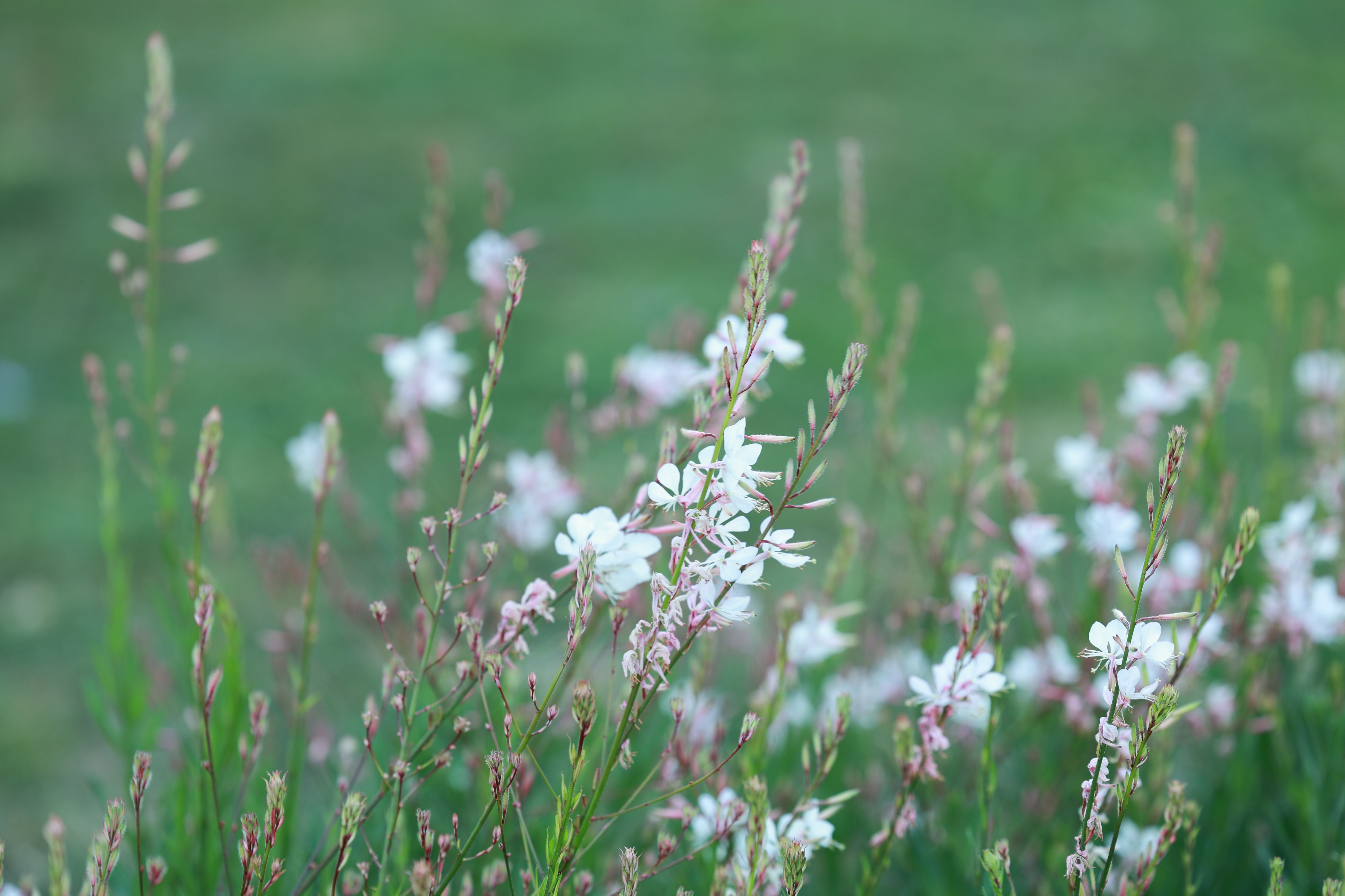 Delicate White Flowers in Bloom on a Green Field · Free Stock Photo