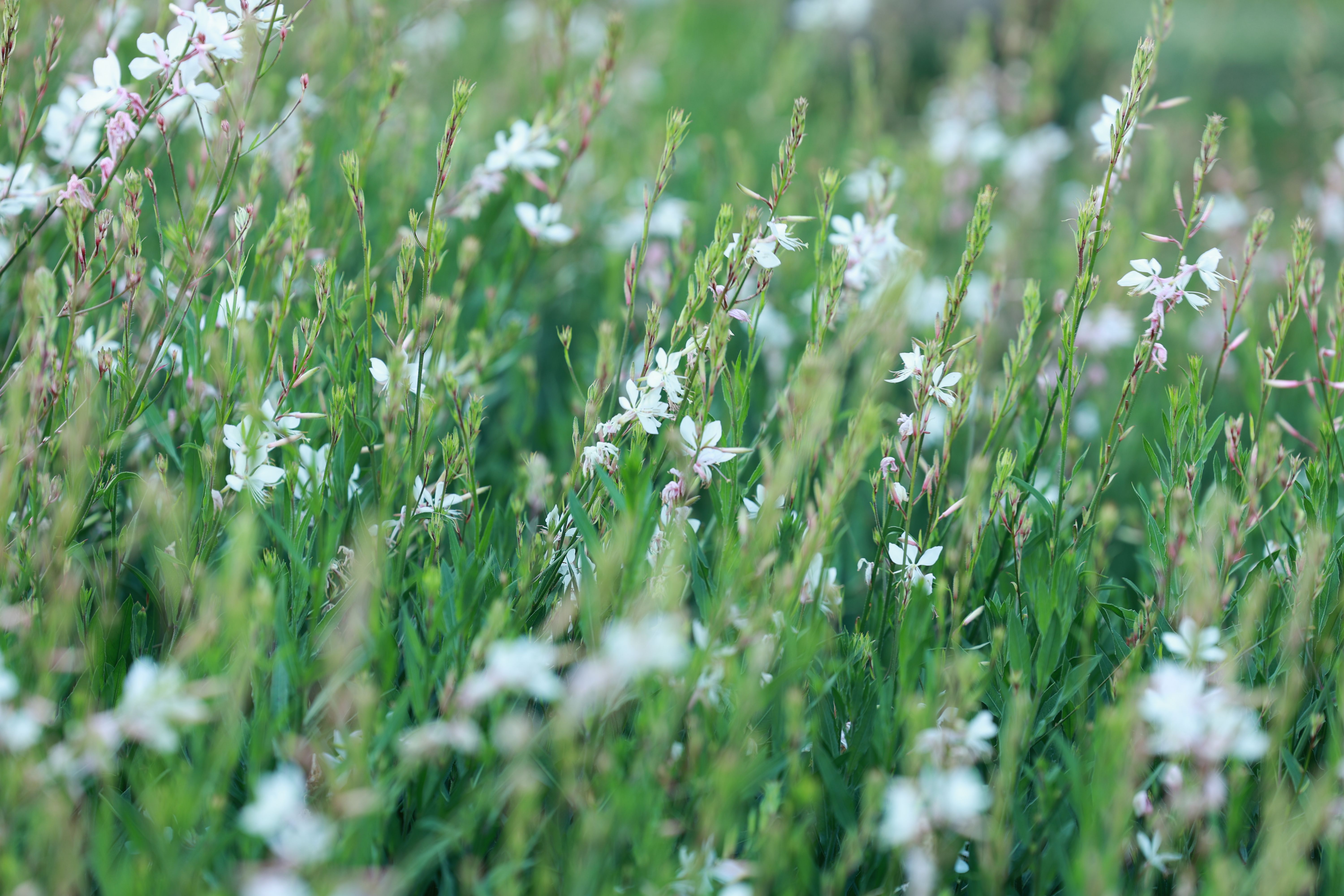 Beautiful Field of White Wildflowers in Bloom · Free Stock Photo