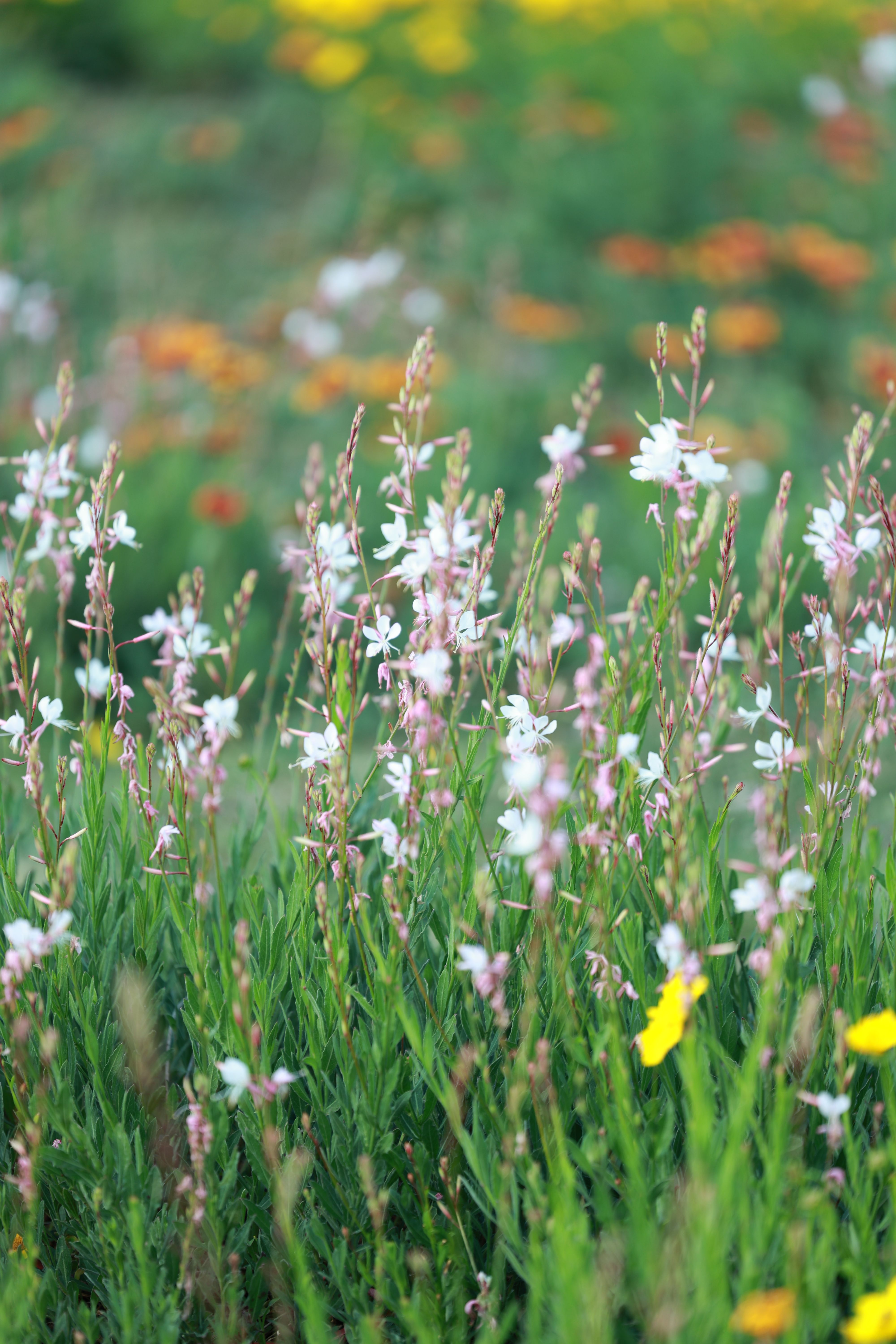 Colorful Wildflowers in Bloom During Spring · Free Stock Photo