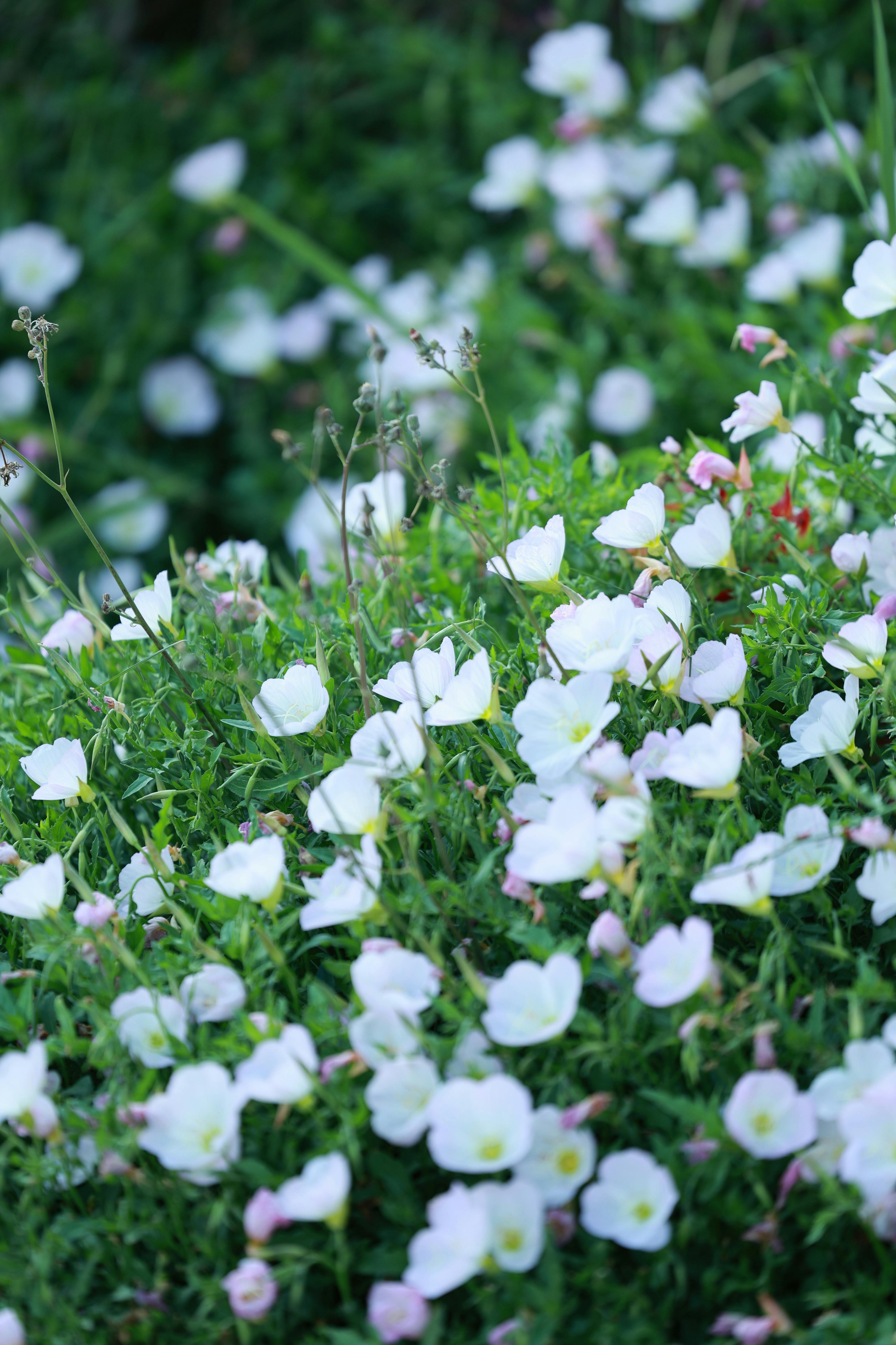 A serene field of white wildflowers blooming vibrantly in lush green surroundings.