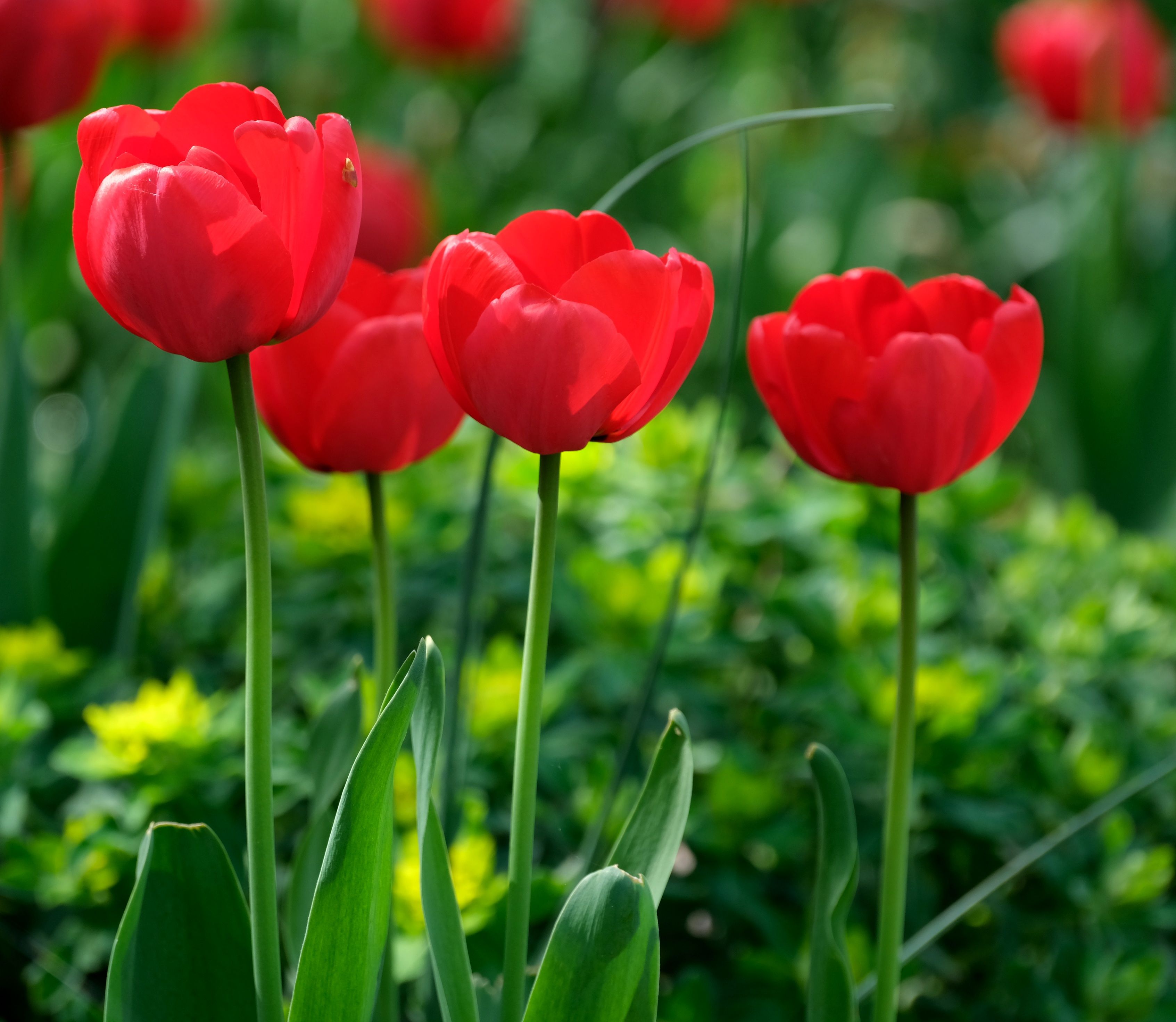 Vibrant Red Tulips in Blooming Spring Garden · Free Stock Photo