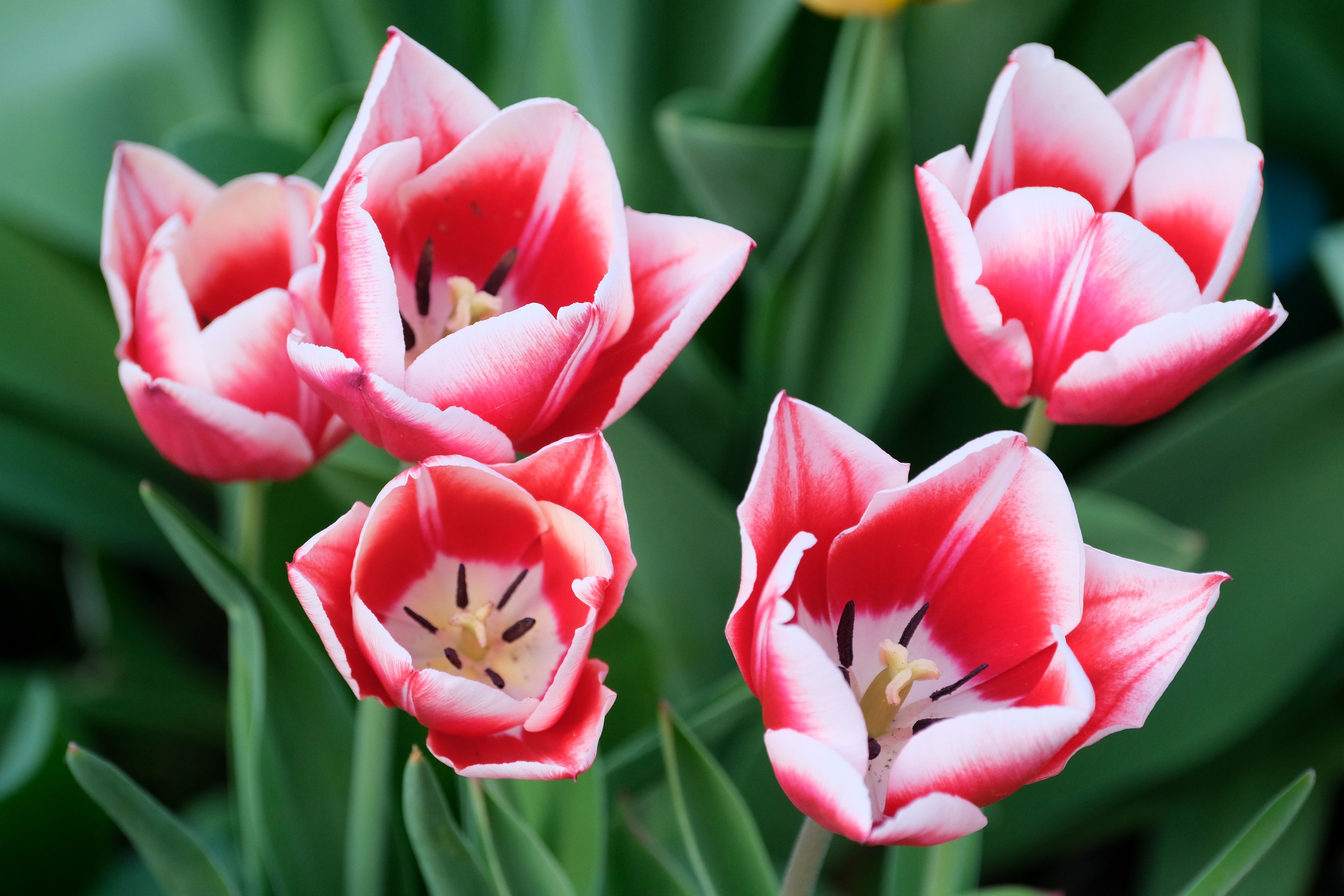 Vibrant Red and White Tulips in Bloom · Free Stock Photo