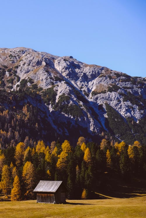 Cabane Près De La Forêt