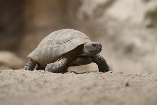 A detailed view of a tortoise walking on sandy ground in a natural setting. Perfect for wildlife themes.