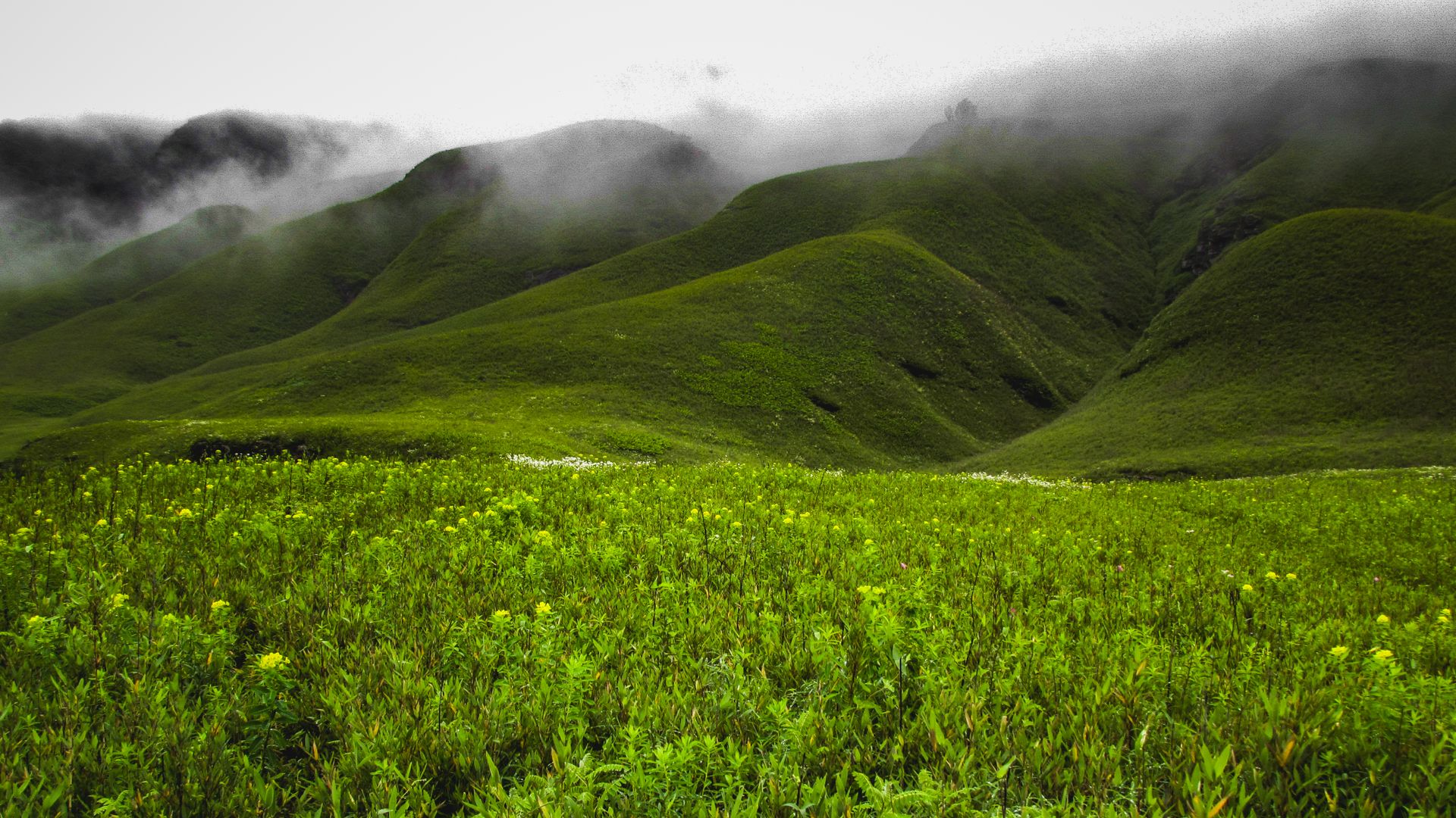 Lush green hills and misty landscape of Dzukou Valley, Nagaland, India