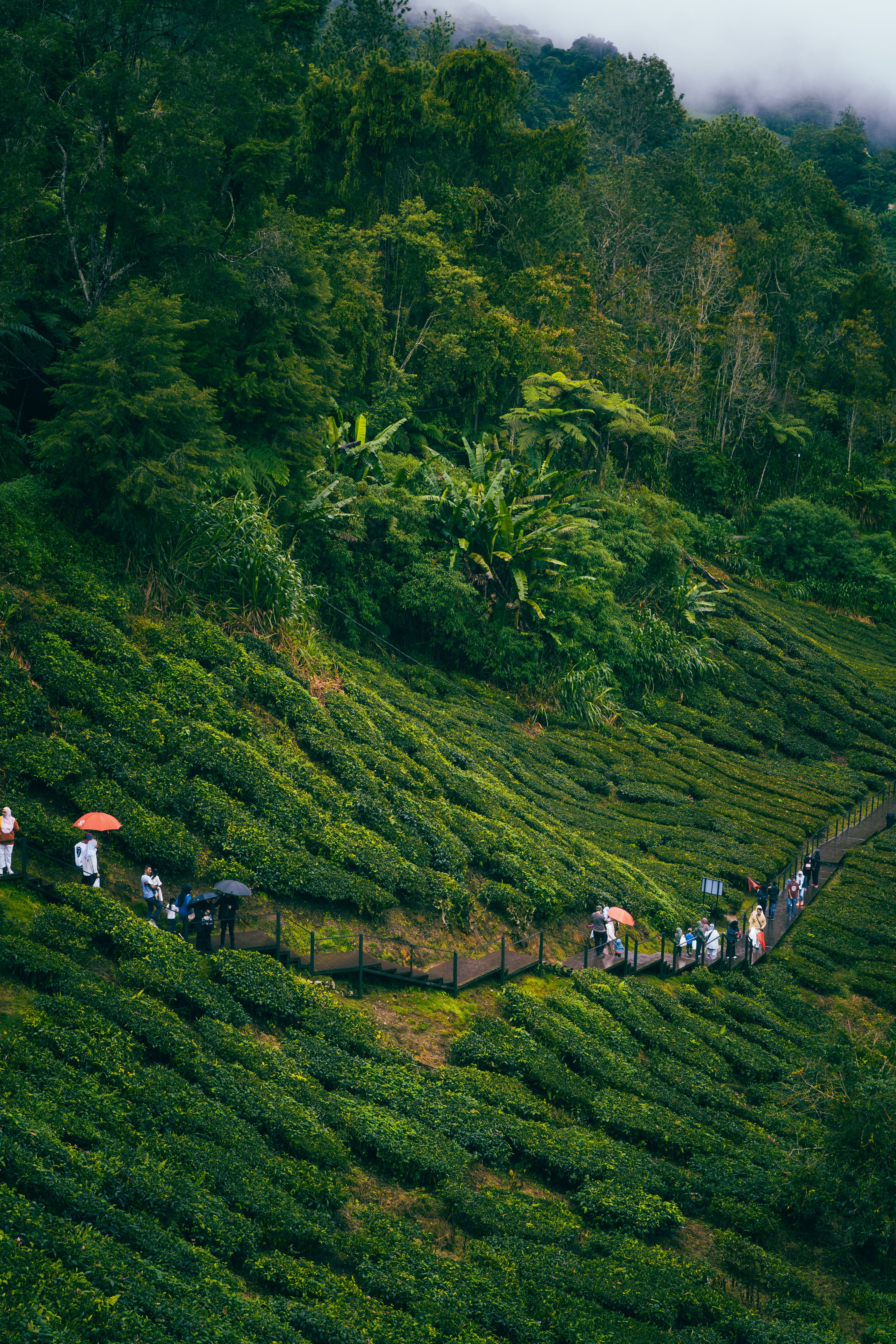 Tea plantation hills