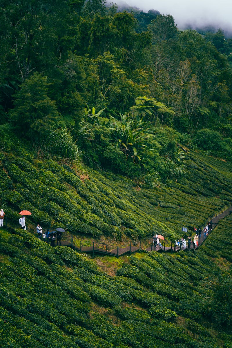 Tea Plantation