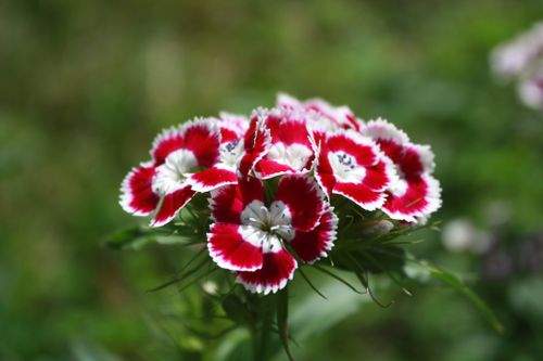 Free Close-up of bright red and white Sweet William flowers in full bloom outdoors. Stock Photo