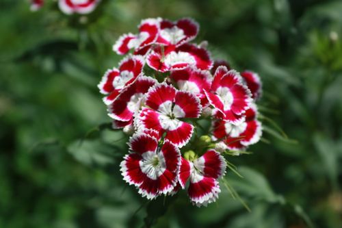 Free A close-up of vibrant red and white Dianthus flowers in full bloom against a blurred green background. Stock Photo