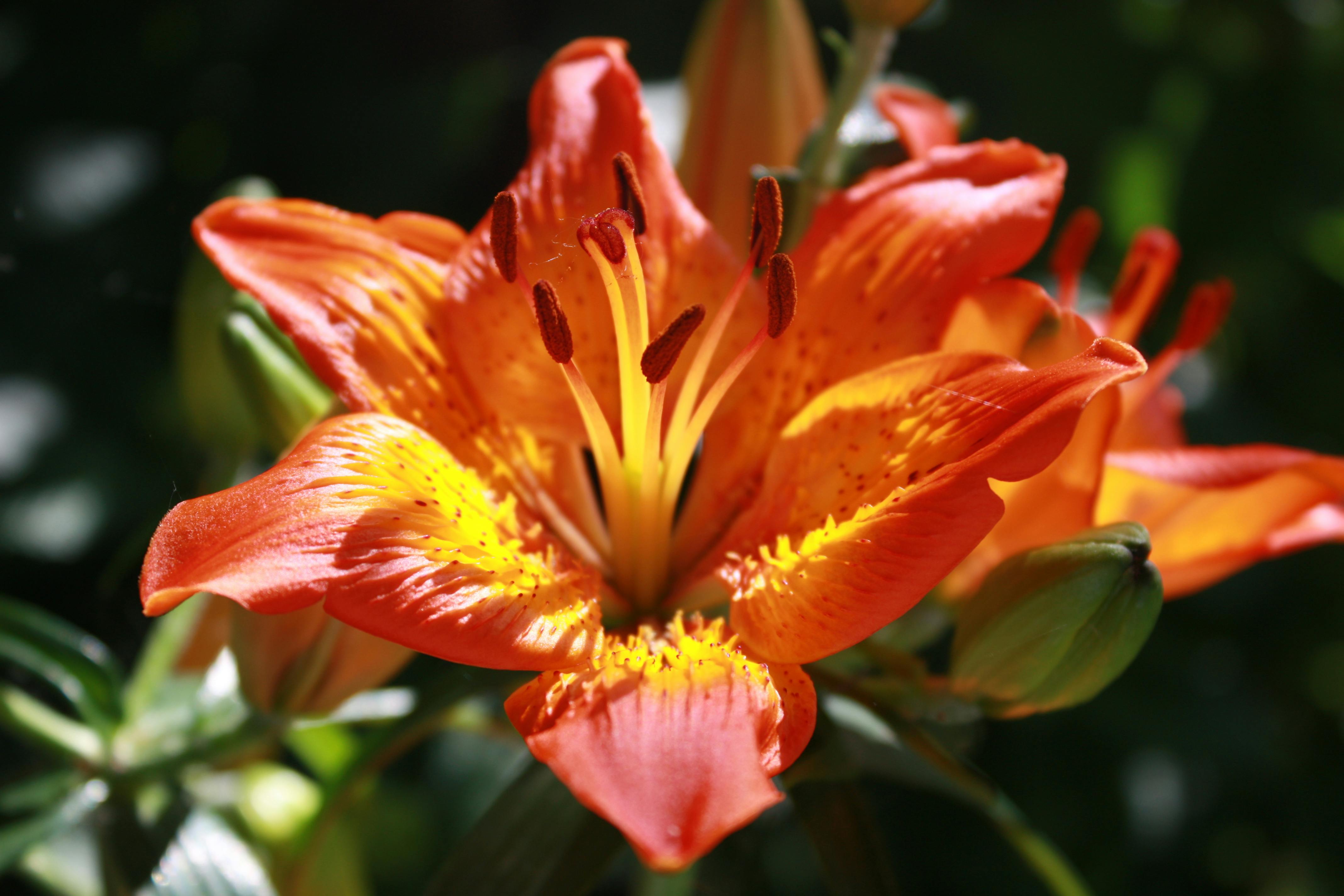Vivid close-up of an orange lily in full bloom with sunlight highlighting its petals.
