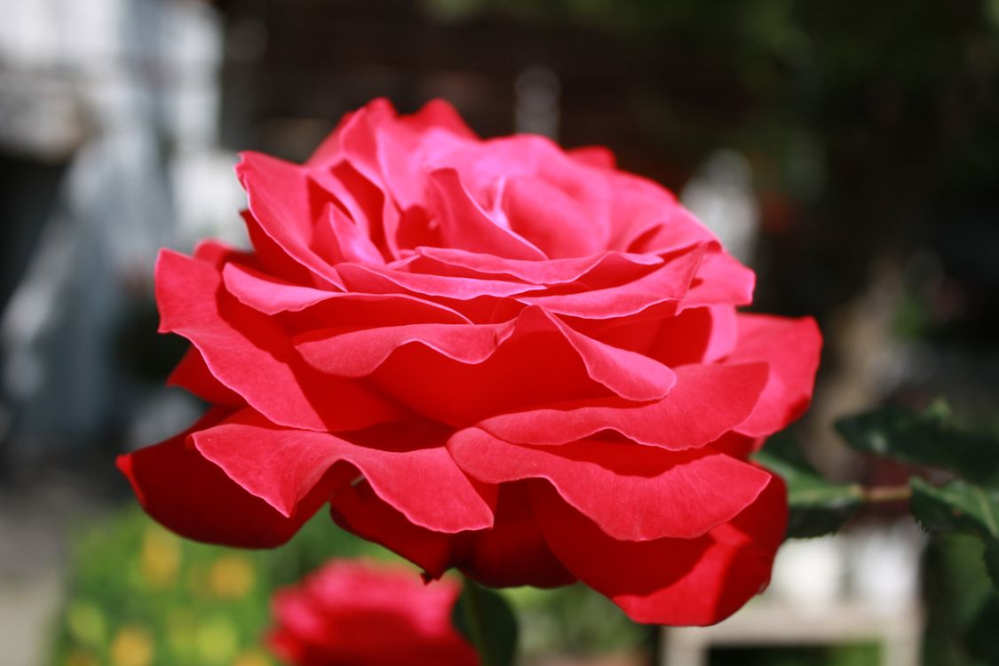 Sunlit Red Roses Vibrant Red Rose in Sunlit Garden Setting · Free Stock Photo