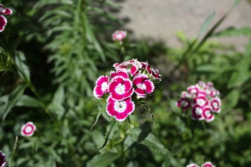 Free Close-up of vibrant pink and white Sweet William flowers in a sunny garden setting. Stock Photo