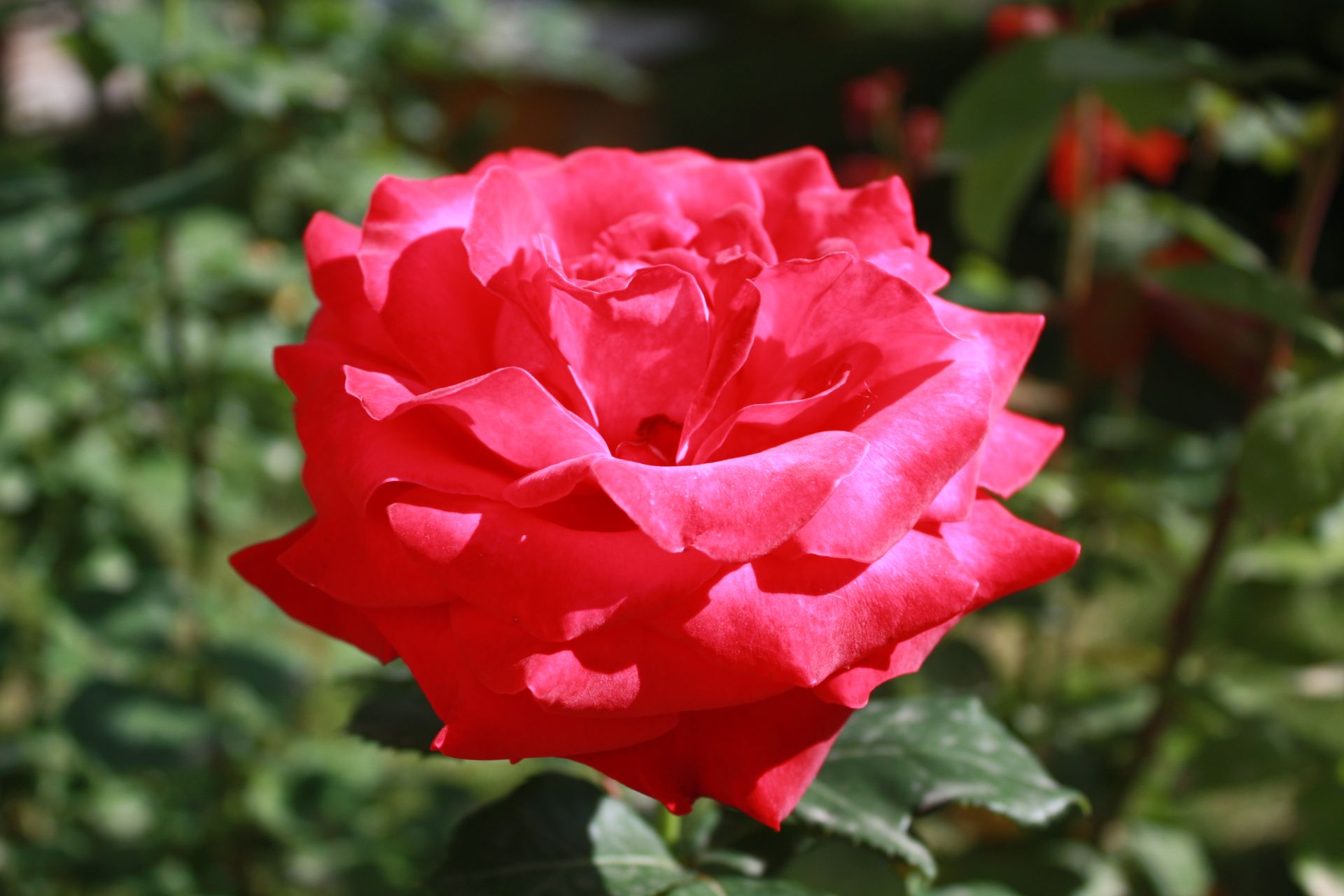Detailed close-up of a vibrant red rose in full bloom against a lush green background.
