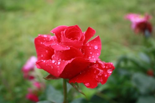 Free A vibrant red rose in close-up, covered with fresh dew drops, set against a green blurred background. Stock Photo