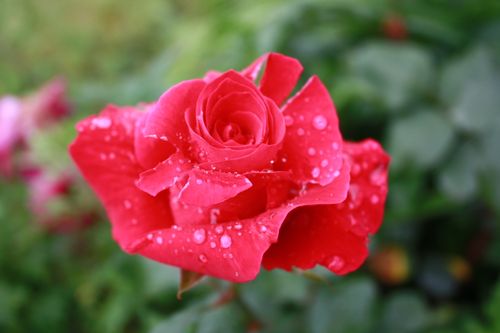 Free Close-up of a vibrant red rose with dew drops, showcasing nature's beauty in a garden setting. Stock Photo