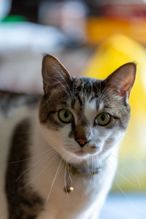 Free A focused close-up of a curious domestic cat with vivid green eyes and expressive ears. Stock Photo