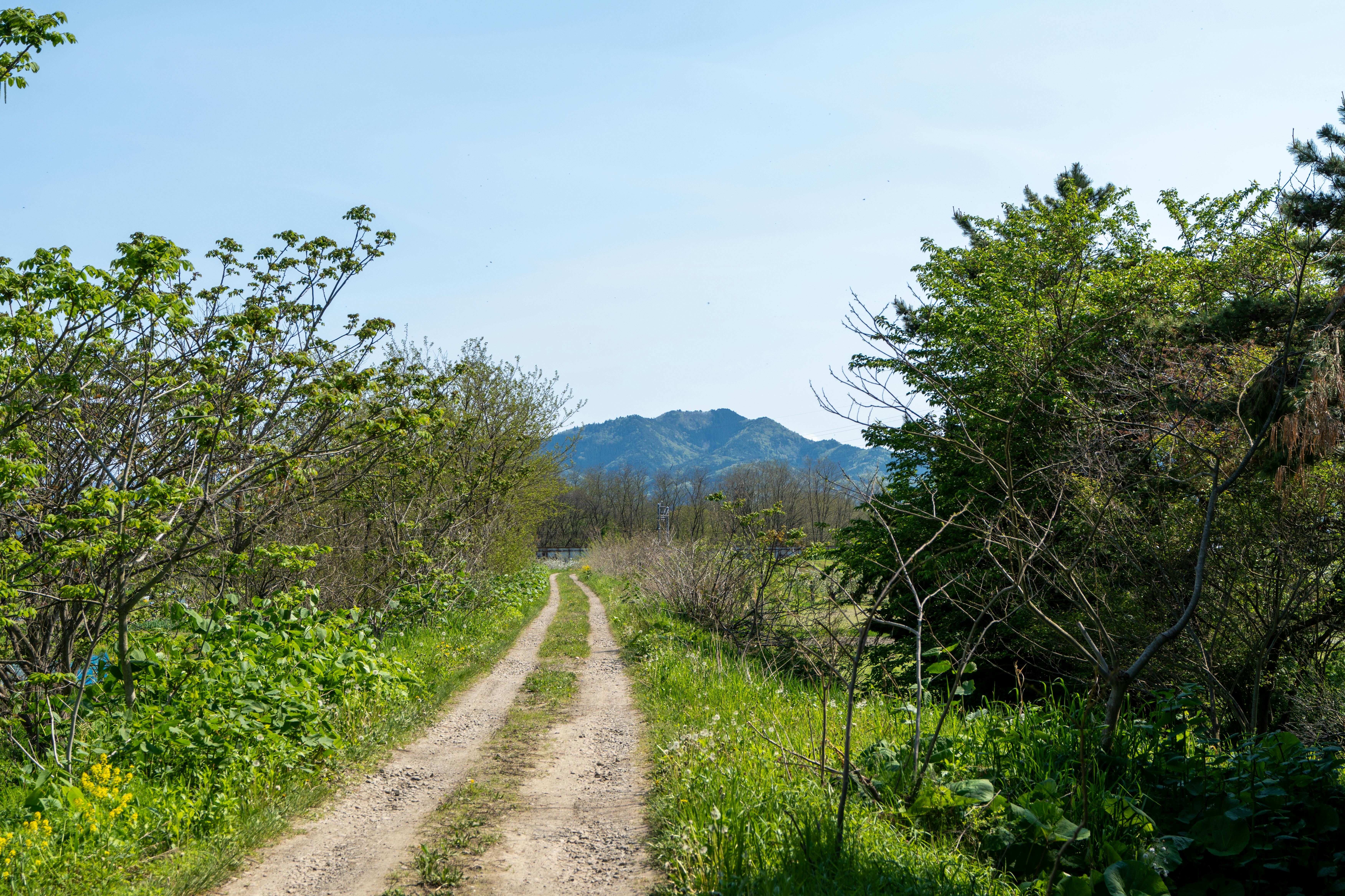 A tranquil rural path lined with greenery leading to mountains under a clear blue sky.