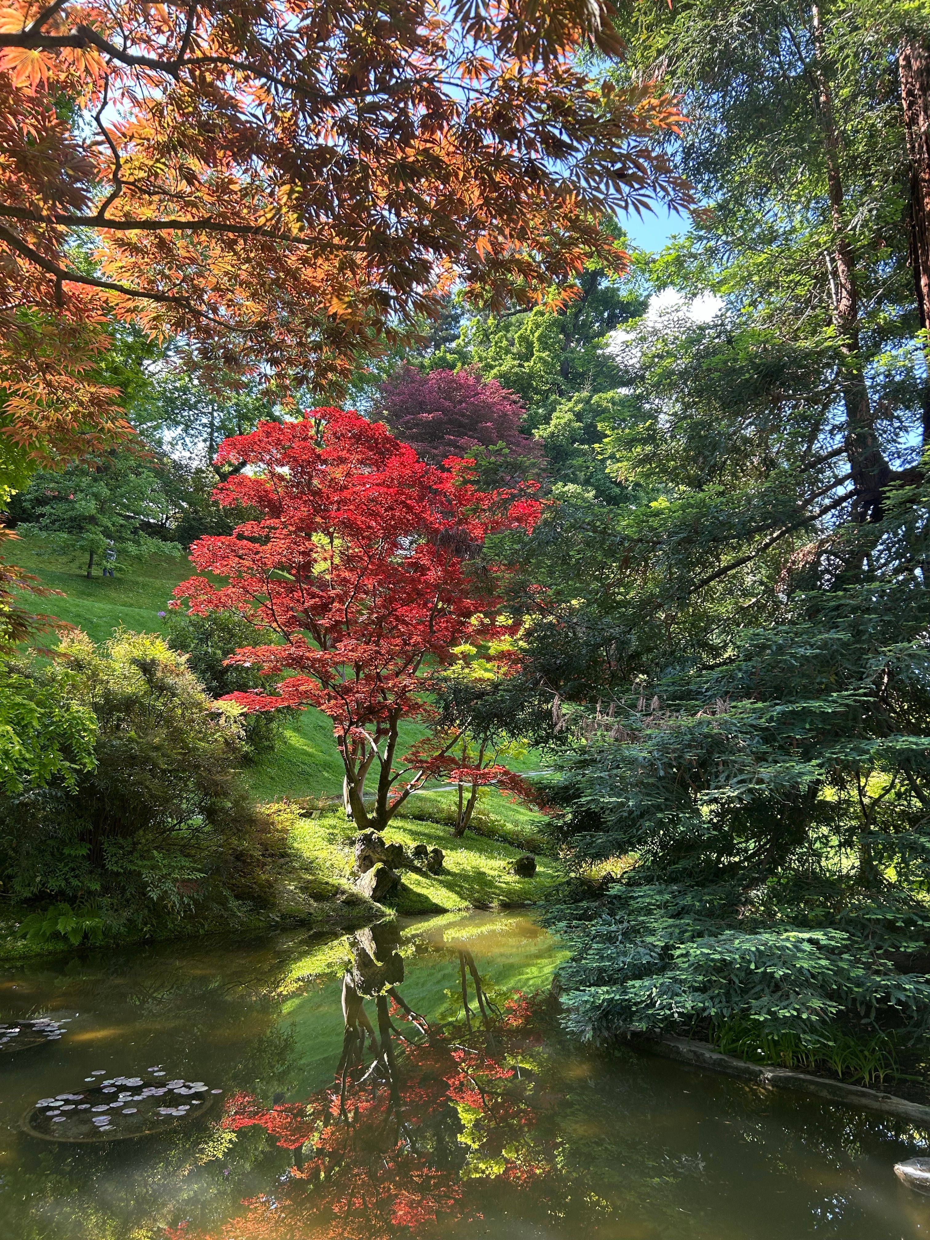 Serene Japanese Garden with Vibrant Autumn Colors · Free Stock Photo