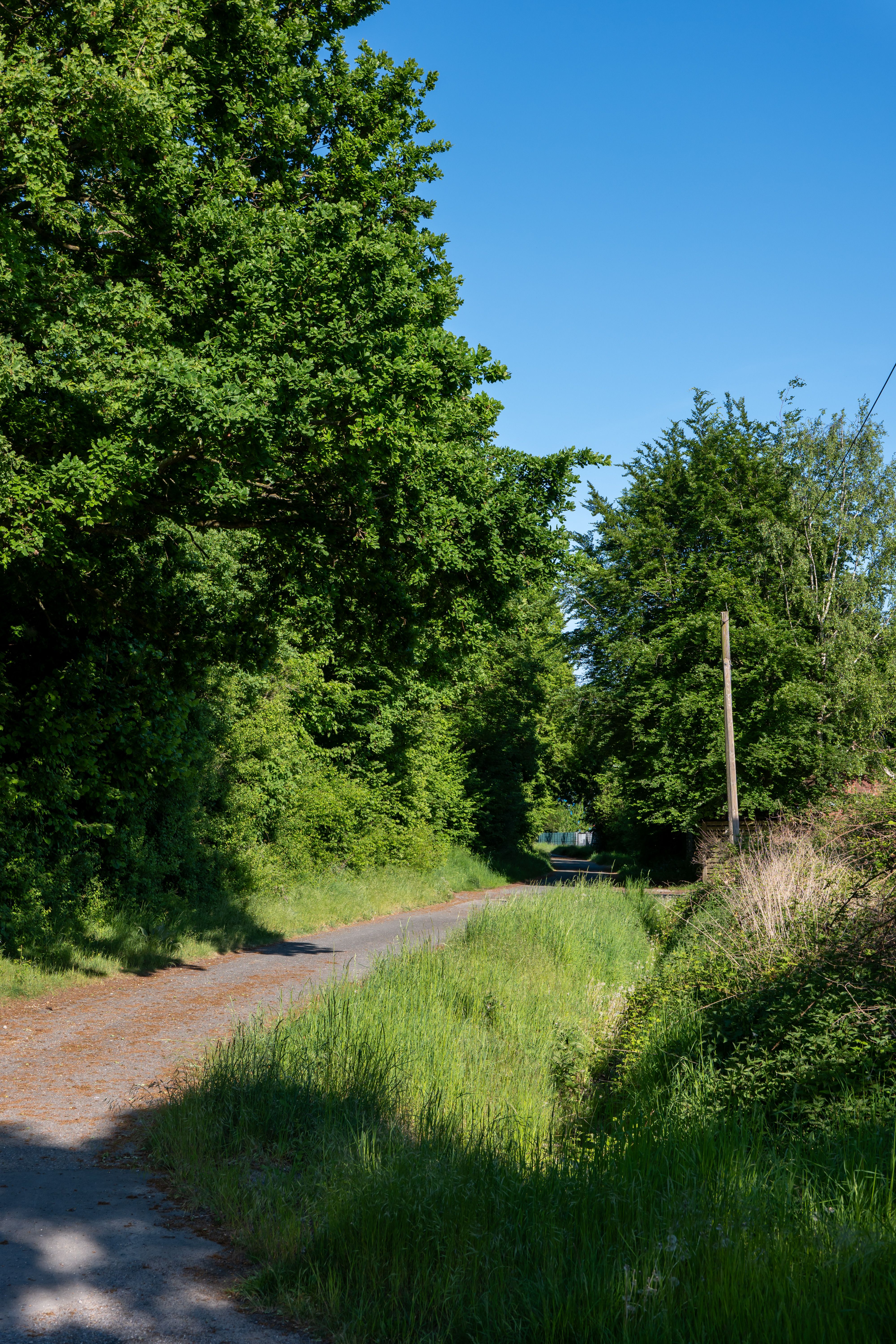 Serene Country Road Lined with Lush Green Trees · Free Stock Photo