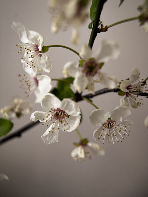 Free A detailed view of cherry blossoms on a branch, highlighting their delicate white petals. Stock Photo