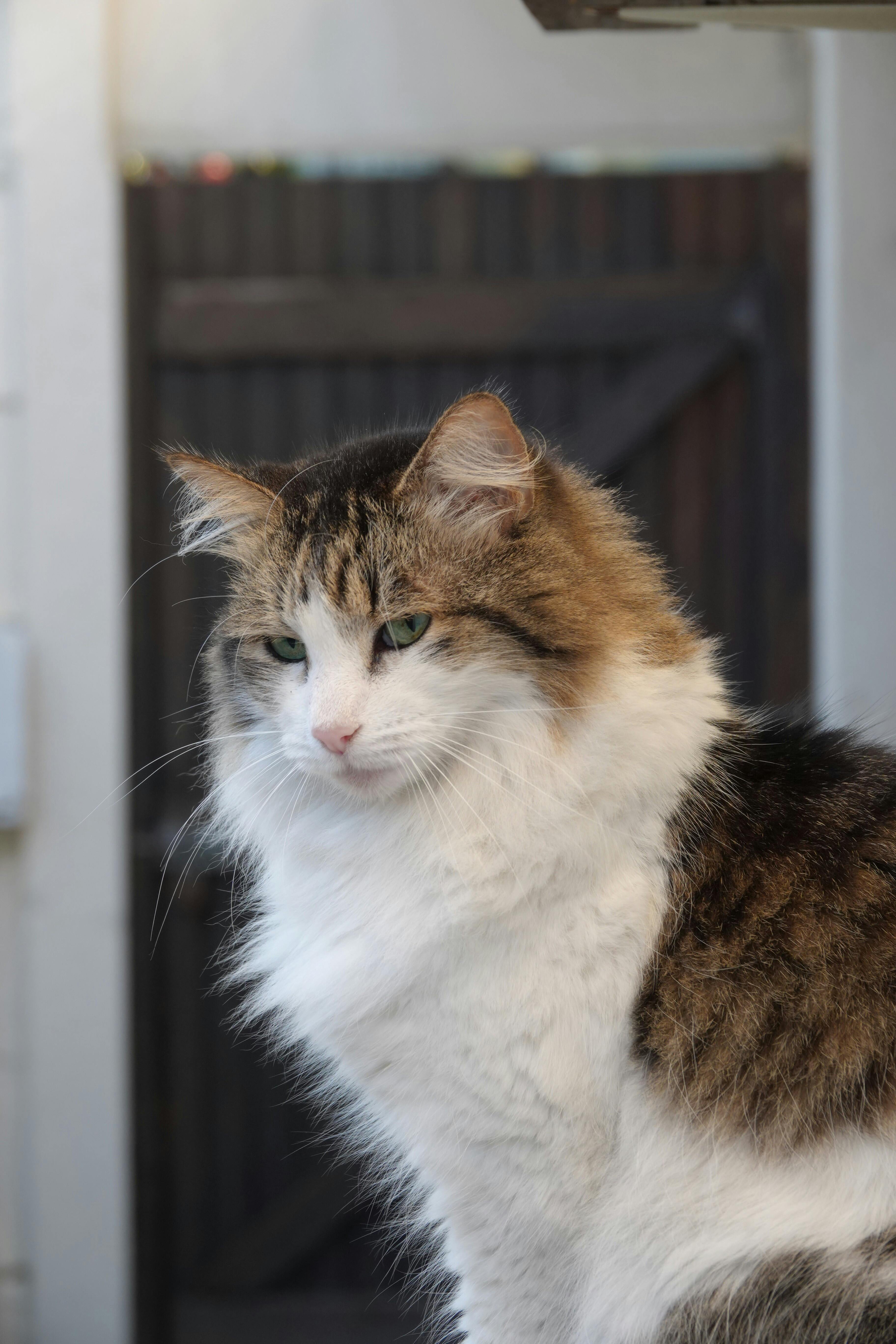 Fluffy tricolor Maine Coon cat showing breed size and dense coat