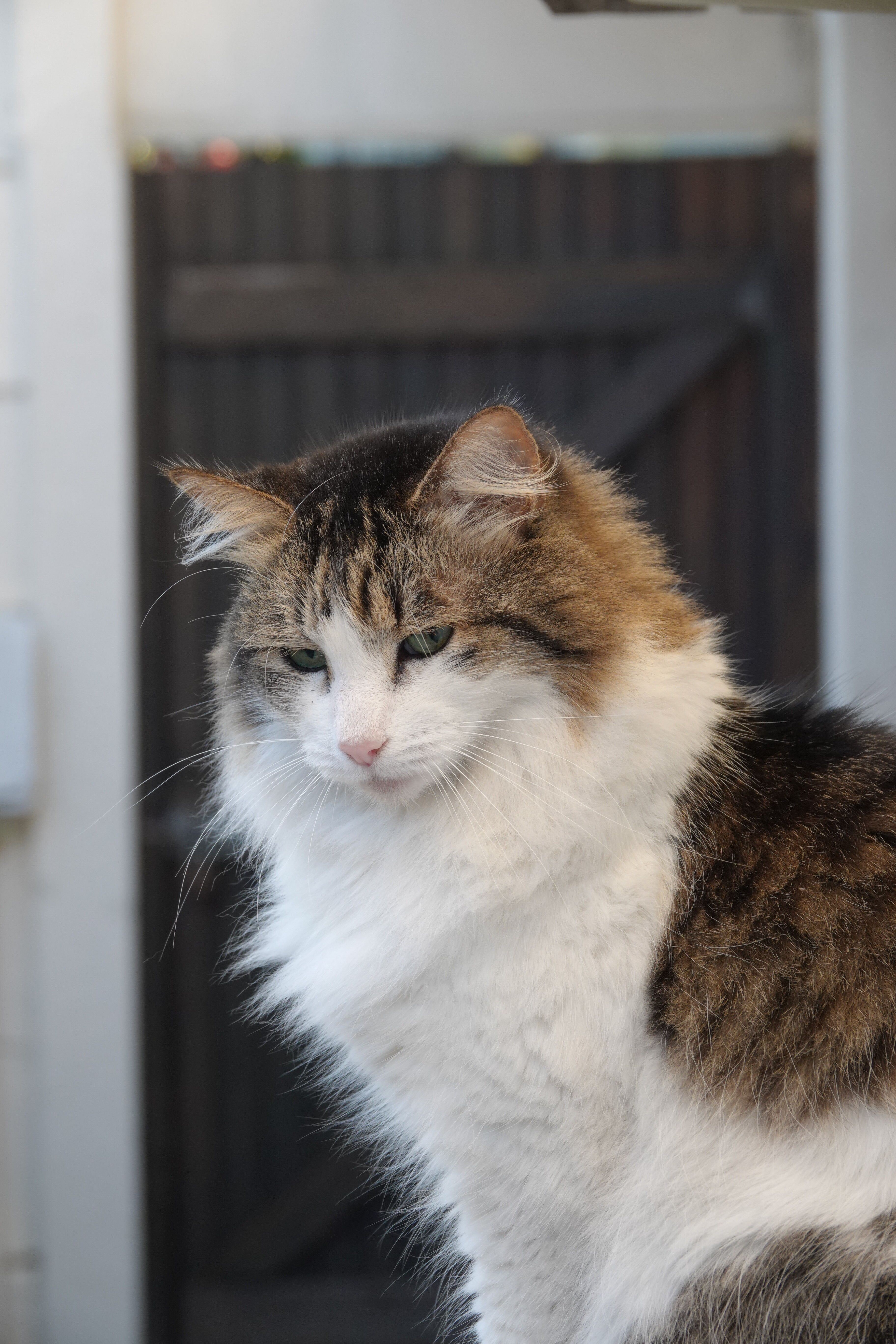 A beautiful fluffy cat with white and brown fur sitting outdoors, looking serene.