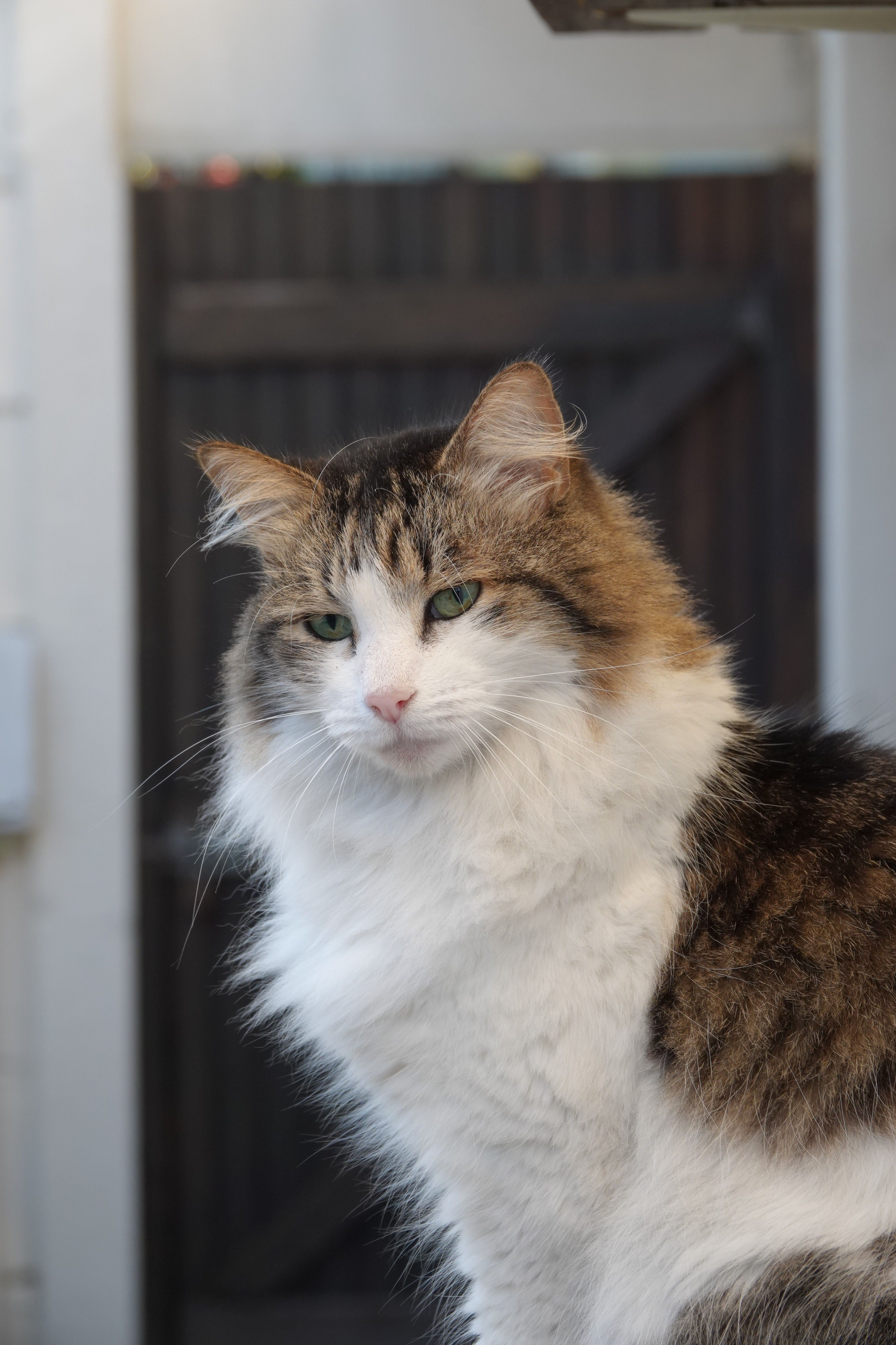 Explore the serene beauty of a fluffy long-haired cat with striking fur colors, captured in natural lighting.