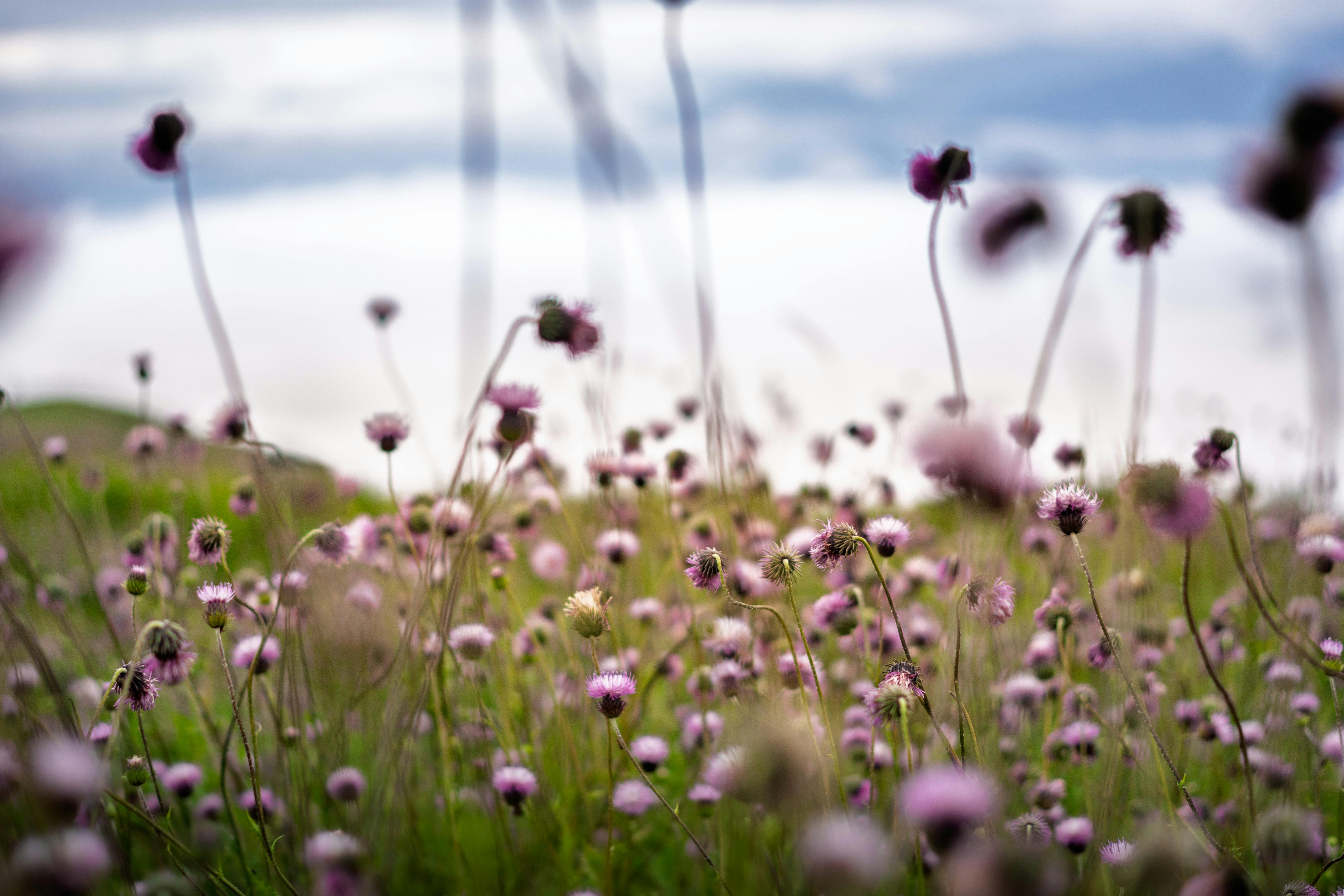 Soft focus view of purple wildflowers blooming in an open meadow under a cloudy sky.