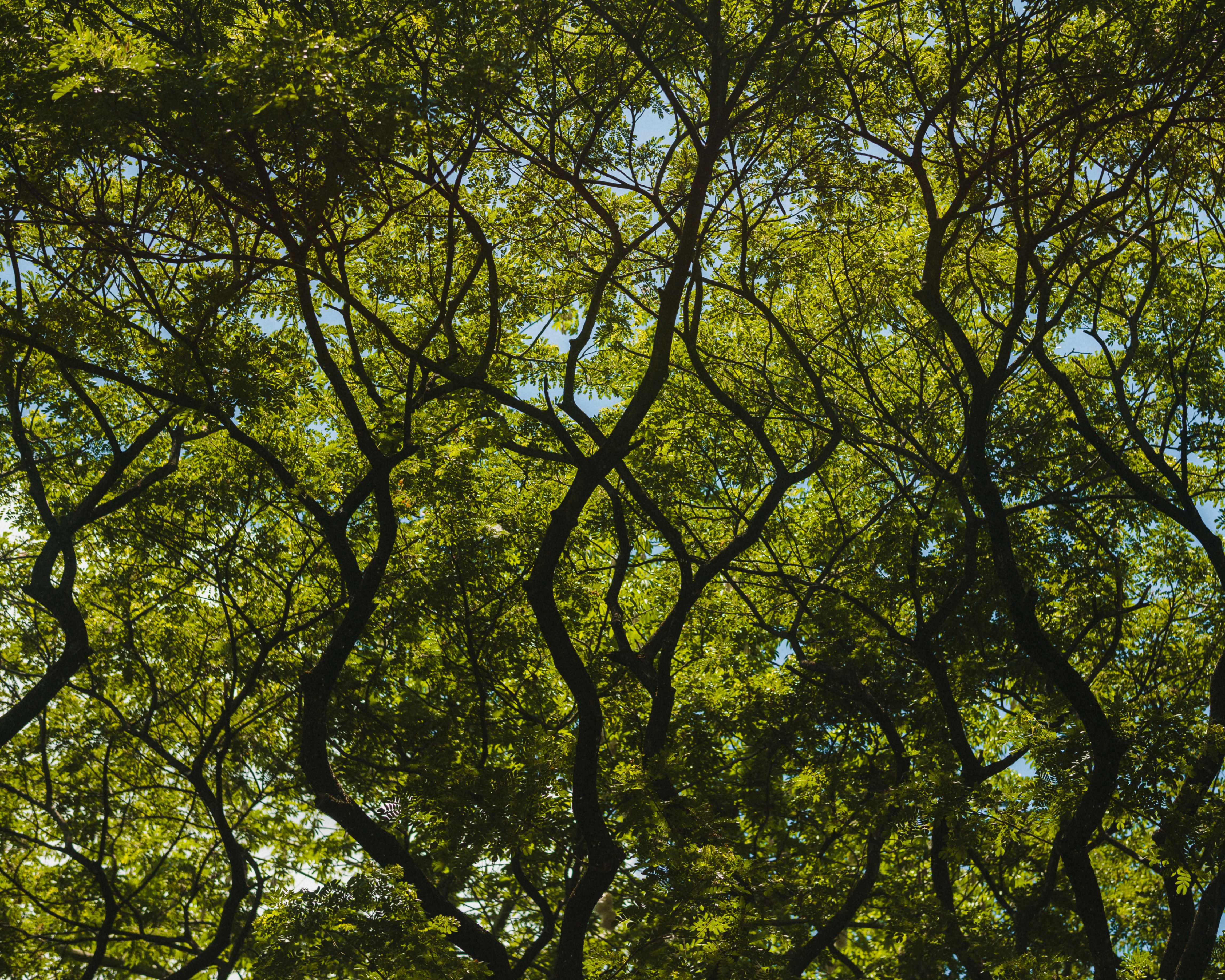 Tree Canopy Patterns in Quezon City Park · Free Stock Photo