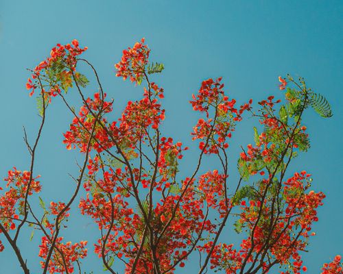 Free Beautiful red blossoms of a tree reaching towards a crisp blue sky, captured in Metro Manila. Stock Photo