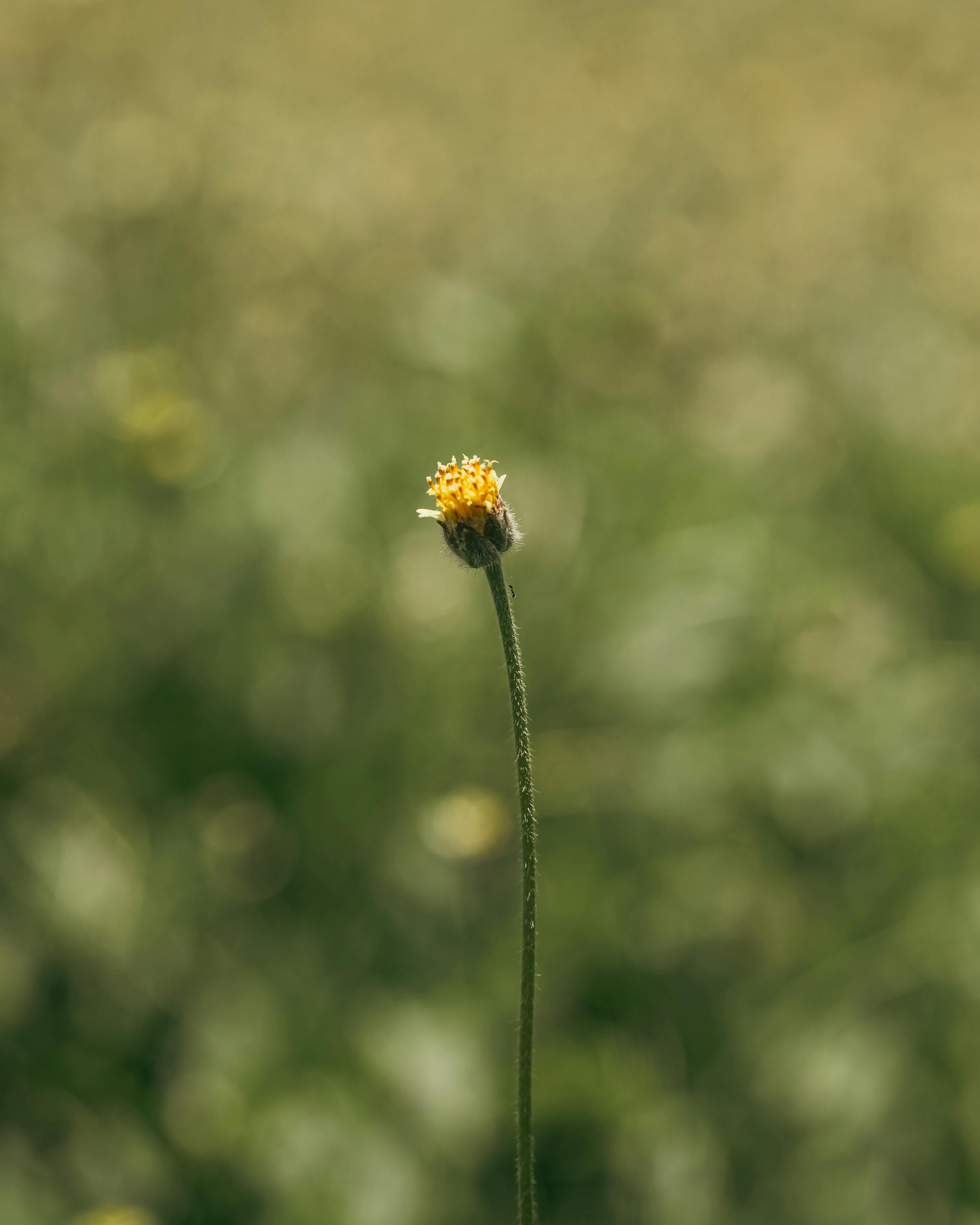 Close-up of a single wildflower in a blurred meadow, capturing the essence of natural beauty.