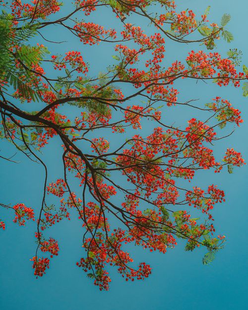 Free Stunning view of vibrant red blossoms of a Delonix regia against a clear blue sky. Stock Photo