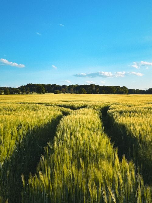 Free Bright sunny day over a wheat field in Germany, showcasing lush greenery and blue skies. Stock Photo