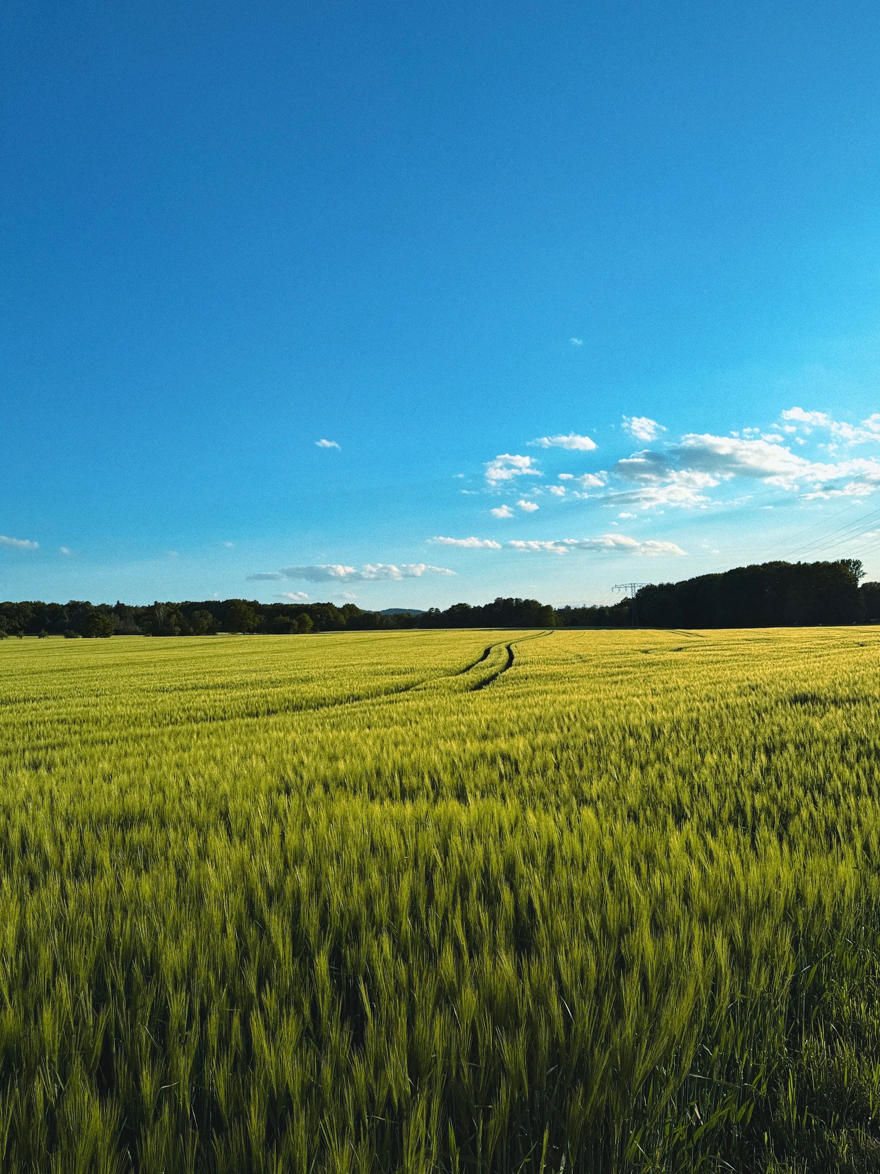 Scenic Countryside Field Under Clear Blue Sky · Free Stock Photo