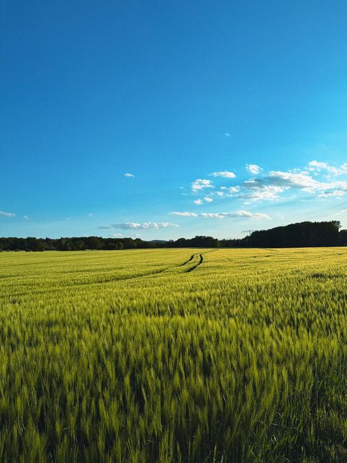 Free Expansive field of crops under a bright blue sky with clouds, perfect for rural themes. Stock Photo