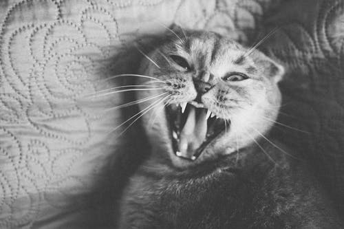 Grayscale Photo of a Yawning Cat Lying Down